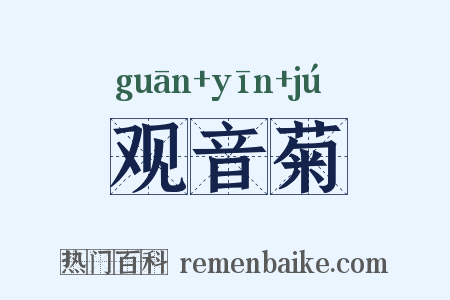 观音菊是什么意思的图片